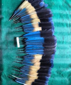 uraco-feather.jpg.