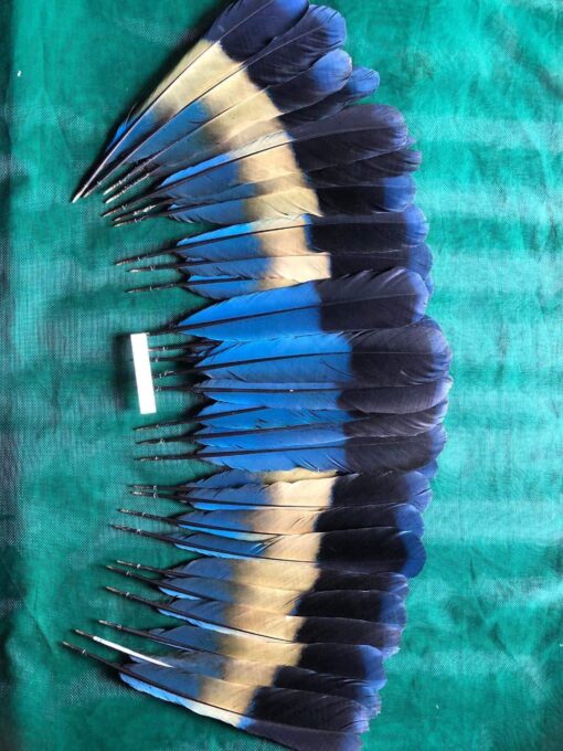 uraco-feather.jpg.