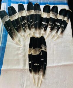 harrier-hawk-feather.jpg.