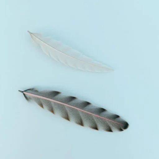 yourfeatherparadise