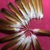 red-tail-feather.jpg.