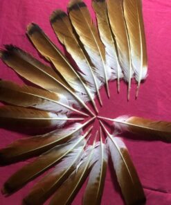 red-tail-feather.jpg.