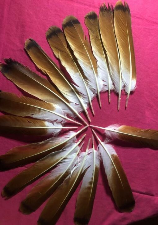red-tail-feather.jpg.