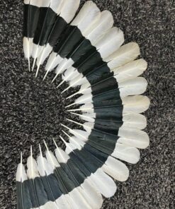 hornbill-feather.jpg.