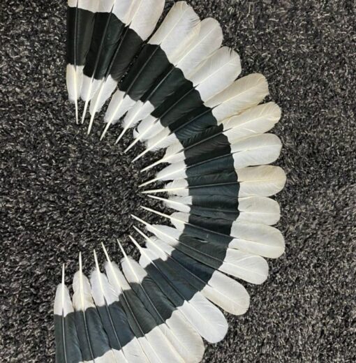 hornbill-feather.jpg.