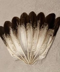 eagle feathers