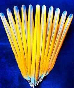 macaw feathers