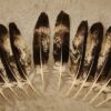 eagle-feathers