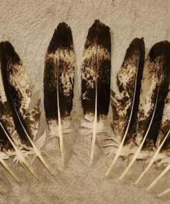 eagle-feathers