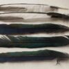 magpie feathers