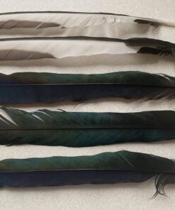 magpie feathers