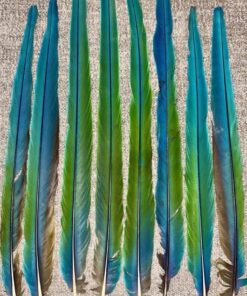 Macaw Feathers