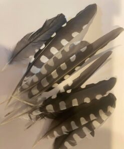 woodpecker feathers